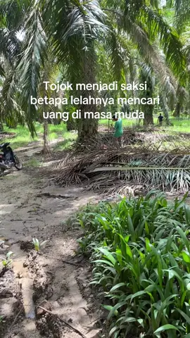 #muatsawit #dripermudapunyacerita  #kulisawit #katamotivasihidup  #berandatiktok  #fyppppppppppppppppppppppp 