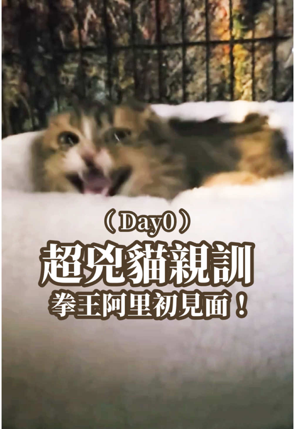 超兇貓親訓Day0，拳王阿里初見面。#転運棧貓咪中途咖啡廳 #貓咖啡廳 #大同區咖啡廳 #貓領養 #貓中途 