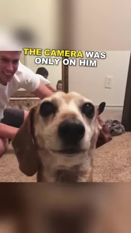 This dog’s jealousy is next level 😂😂 #dogsoftiktok #funnydog #doglover