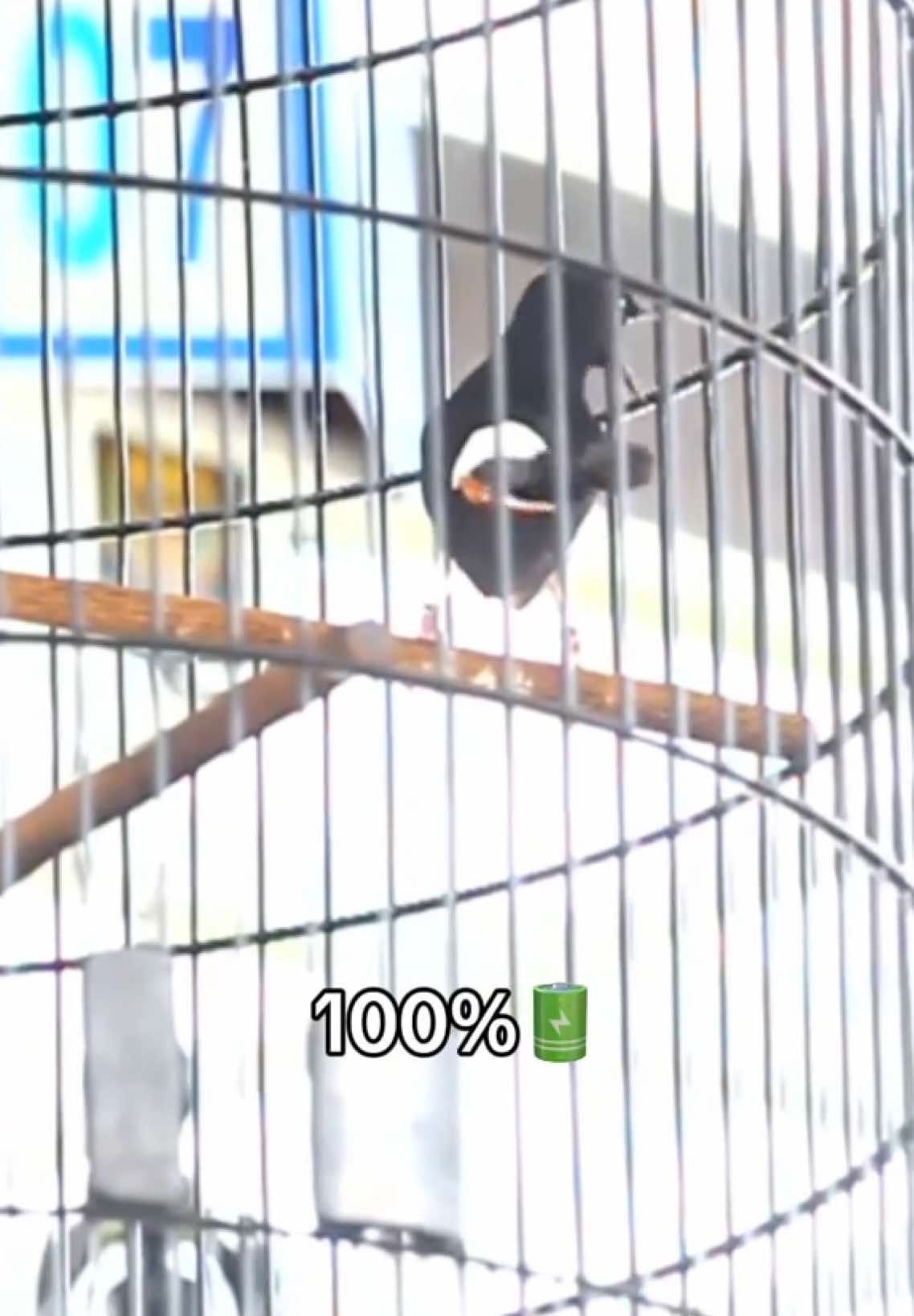 Proses tdk mengkhianati hasil 🫶🏻 Senja (Rawit Jr)  . . . #fyp #fypage #kicaumania #kicaumaniaindonesia #kicaumanianusantara #burung #bird #muraibatu #muraibatuindonesia #muraibatumania 