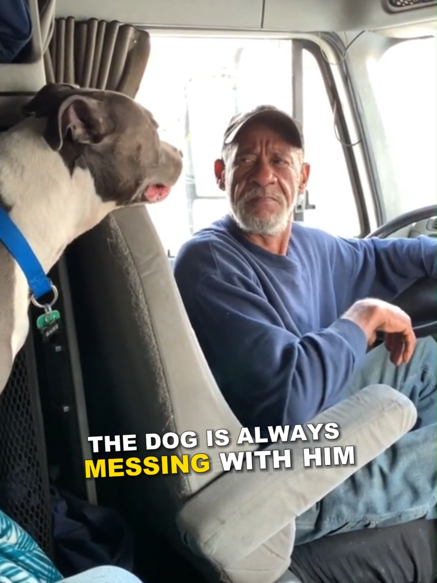 The dog wanted that hat way too bad 😂  #dogsoftiktok #funnydog #TikTokTrends #virał