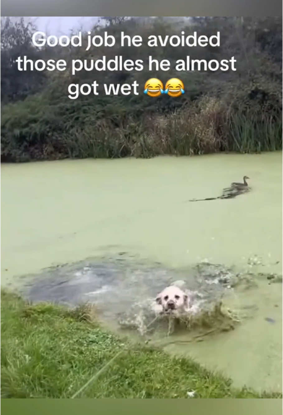 The dog accidentally fell into the pool 😂😂 #dog #dogs #dogsoftiktok #funny #foryou #fyp 