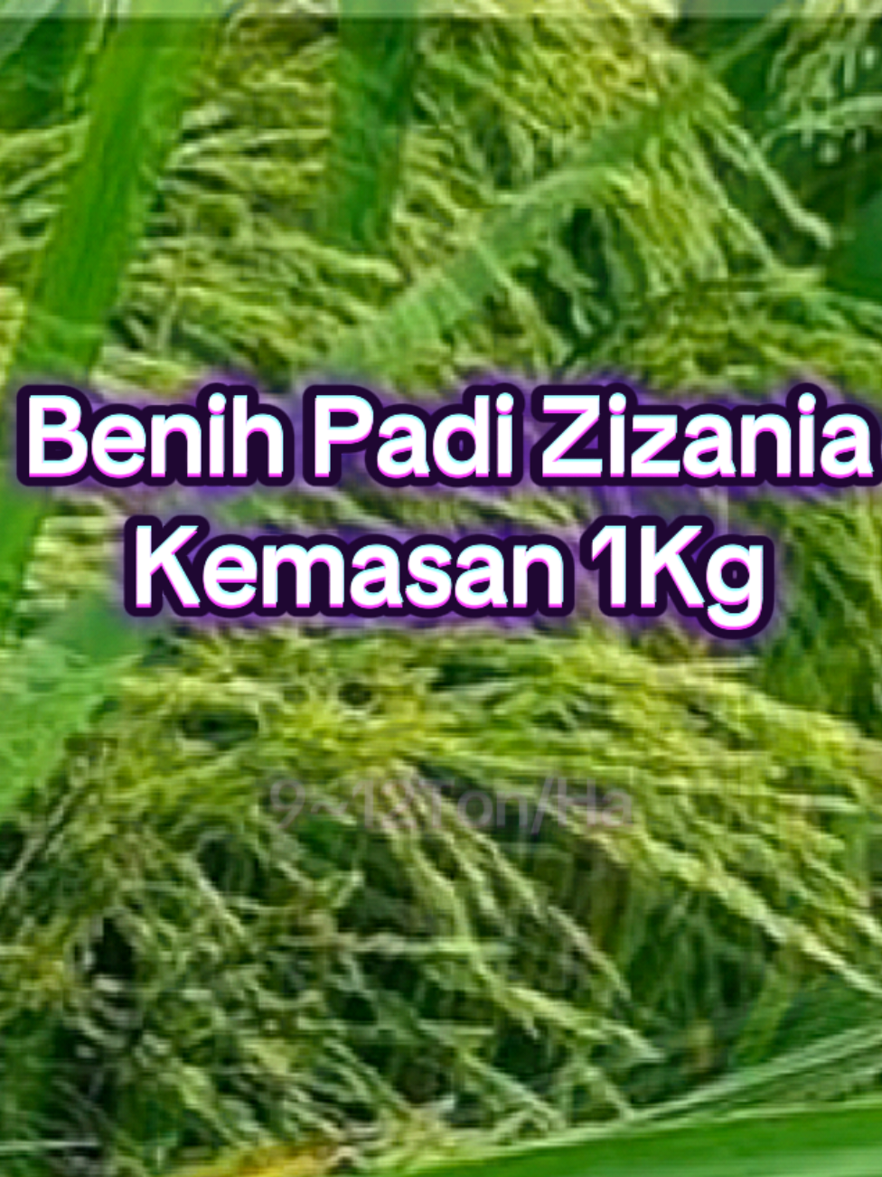 benih padi zizania 1kg 
