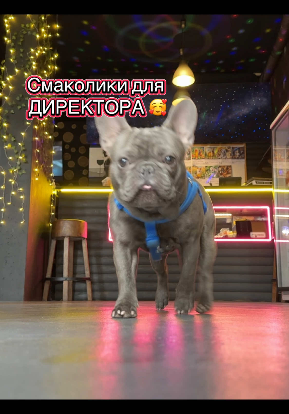 @BullyPub #французскийбульдог #dogsoftiktok #frenchiesoftiktok #dog #fypシ #recommendations #dogs #tiktok #ukraine #frenchie #stitch #bully #украина #rekomendasifilm #тикток #video #catsoftiktok #popular #топ #top 
