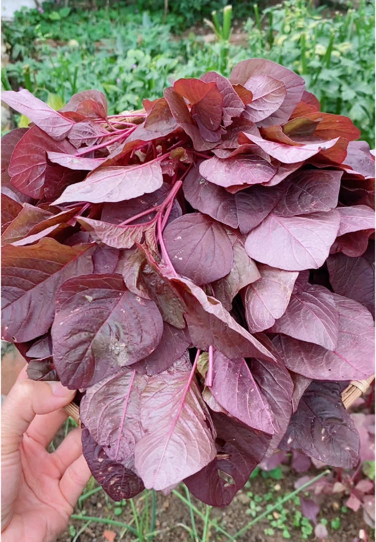 Harvest vegetables #garden #farming #harvest #vegetables #fruits 