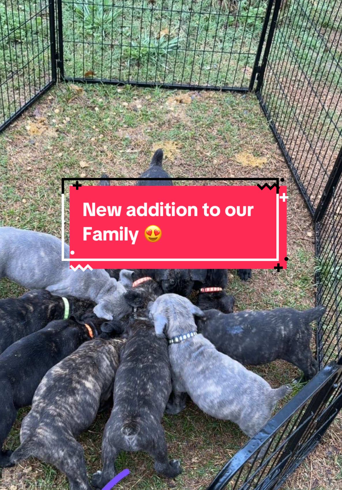 When you upload a video and let TikTok pick a sound lol 😂 so this the sound we are going with. TikTok family meet the new addition to our family 💕REMI💕 our cane corso. She arrived in this world on Feb. 19 😍 #canecorso #canecorsopuppy #dogsoftiktok 