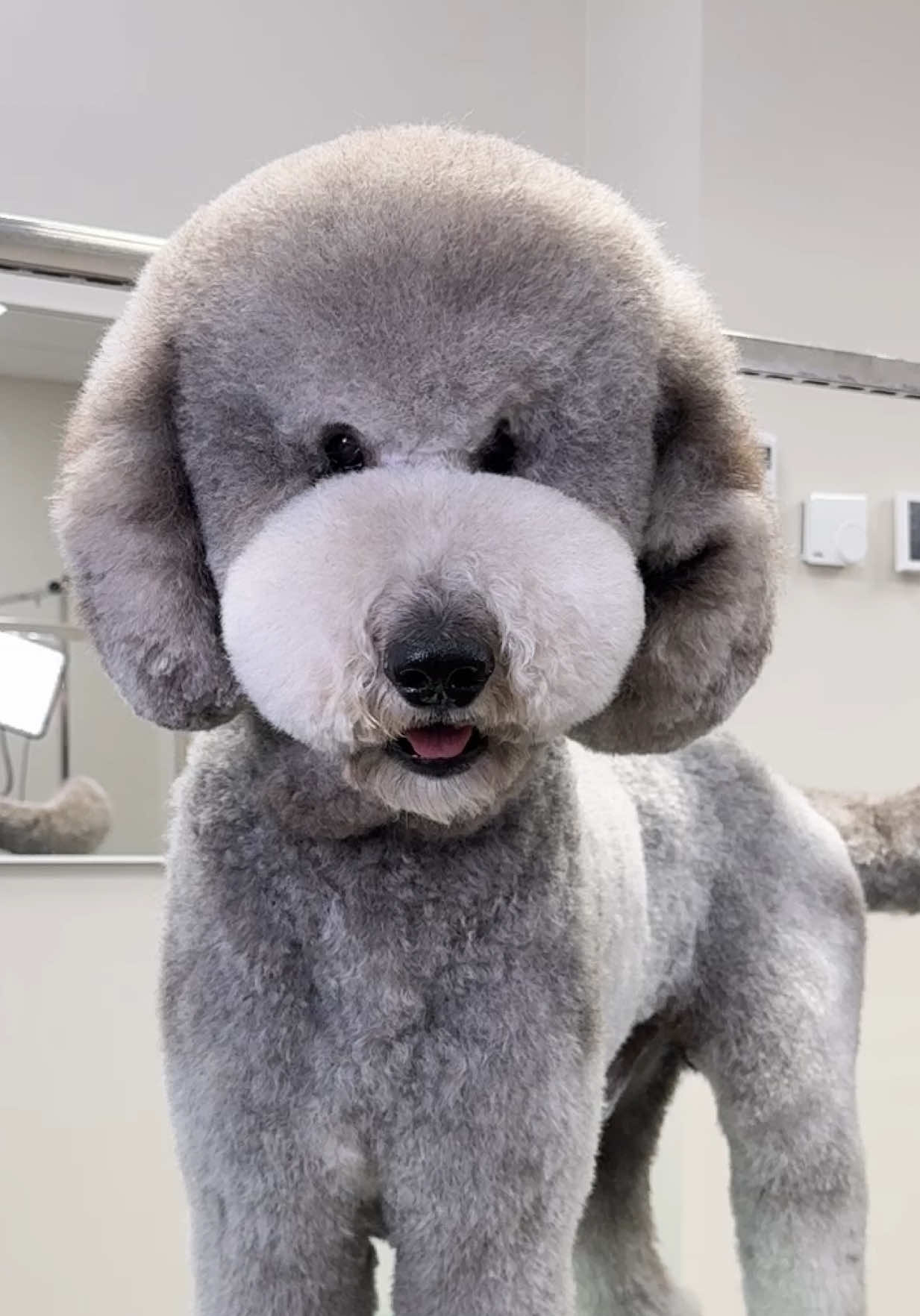 And the winner of the thickest fur goes to… 😄 Luni! This standard poodle takes 3 hours just to wash and dry 🫠 all tools linked in our bio ✂️🐾 #standardpoodle #furryfriends #doggrooming #dogsoftiktok #dogtok #doggroomer #poodle #poodlesoftiktok #poodlegrooming  