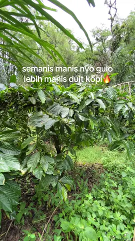 iyo apo iyo#masukberanda #rejanglebongbengkulu 