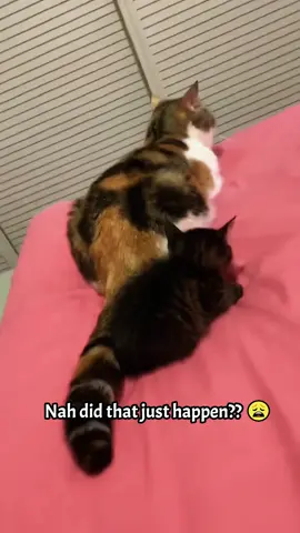 Tiny Paws, Big Trouble 🐾 #foryou #fypシ゚viral #funny #cats #petlover #pet #fypシ #cat #kitty
