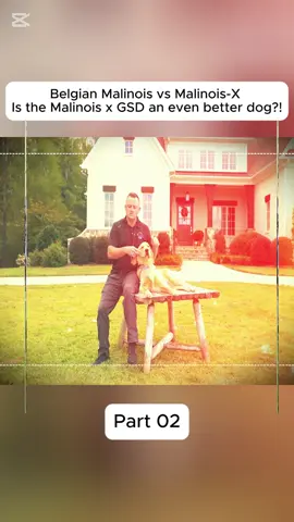 #gsd #dog #DogTraining #DIY #trainer #training