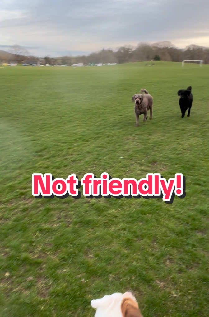 Not one, but two off leash dogs running at us! Now imagine this was the other way round? and it was two American bulldogs off leash, running at an on leash dog? 🙄😳🐕🐕🐶🇺🇸🇬🇧 #notfriendly #dogs #offleash #reaction #americanbulldog #dogsoftiktok #elsalioncub #fyp #for 
