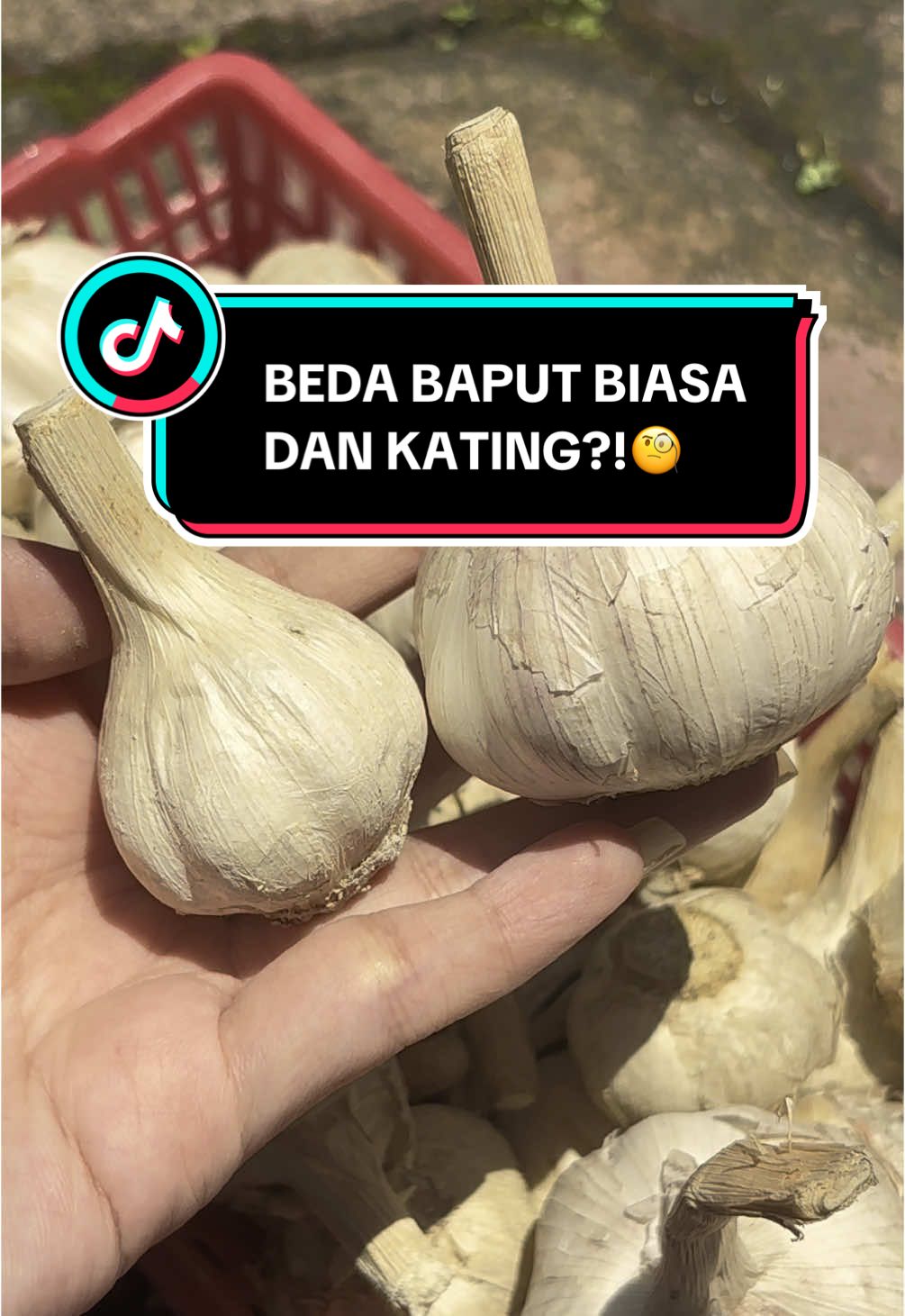 yang masih bingung gimana bedain, simak vt aku ini yaah🤗  #baput #bawangputih #bawang #baputkating #bawangputihsuper #bawangputihkualitassuper #baputfresh #bawangputihfresh #bawangputihbiasa #bawangdapur #lam88 #viraltiktok #viralfyp #fyppppppppppppppppppppppp 