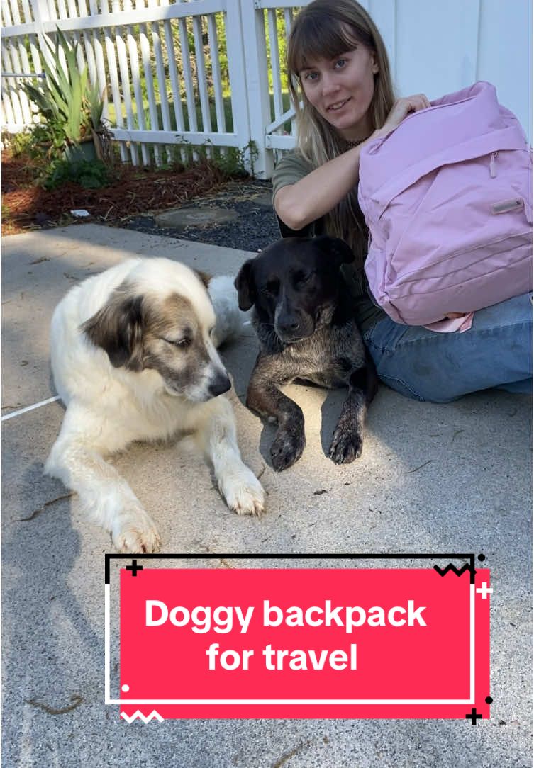 Let your dogs travel with style!  #dogmom #doggy #traveldog #traveling #puppy #smalldog #bigdog #dogstuff #dogdad #dogowner #dogtrainer 