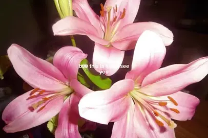 Lillies 💕 #lillies #lilliesflower #flowers #howiseeyou #lillie  #fyp #blowthisupforme #pinterest #pinterestinspo #viral #fyppage #edits #aesthetic #blowup? #moodboard #fyppage