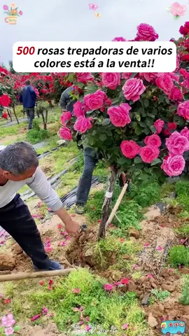Facil de cultivar y florece durante todo el ano. Ahora es la temporada para plantar! #tiktok #tiktokshop #fyp #rose #flowers #beauty #roses #rosa #good #rosas #foryou 