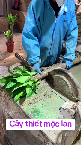 Thiết mộc lan trồng thuỷ sinh còn gọi là bát phương lai tài #caycanhdep #caycanh #thietmoclan 