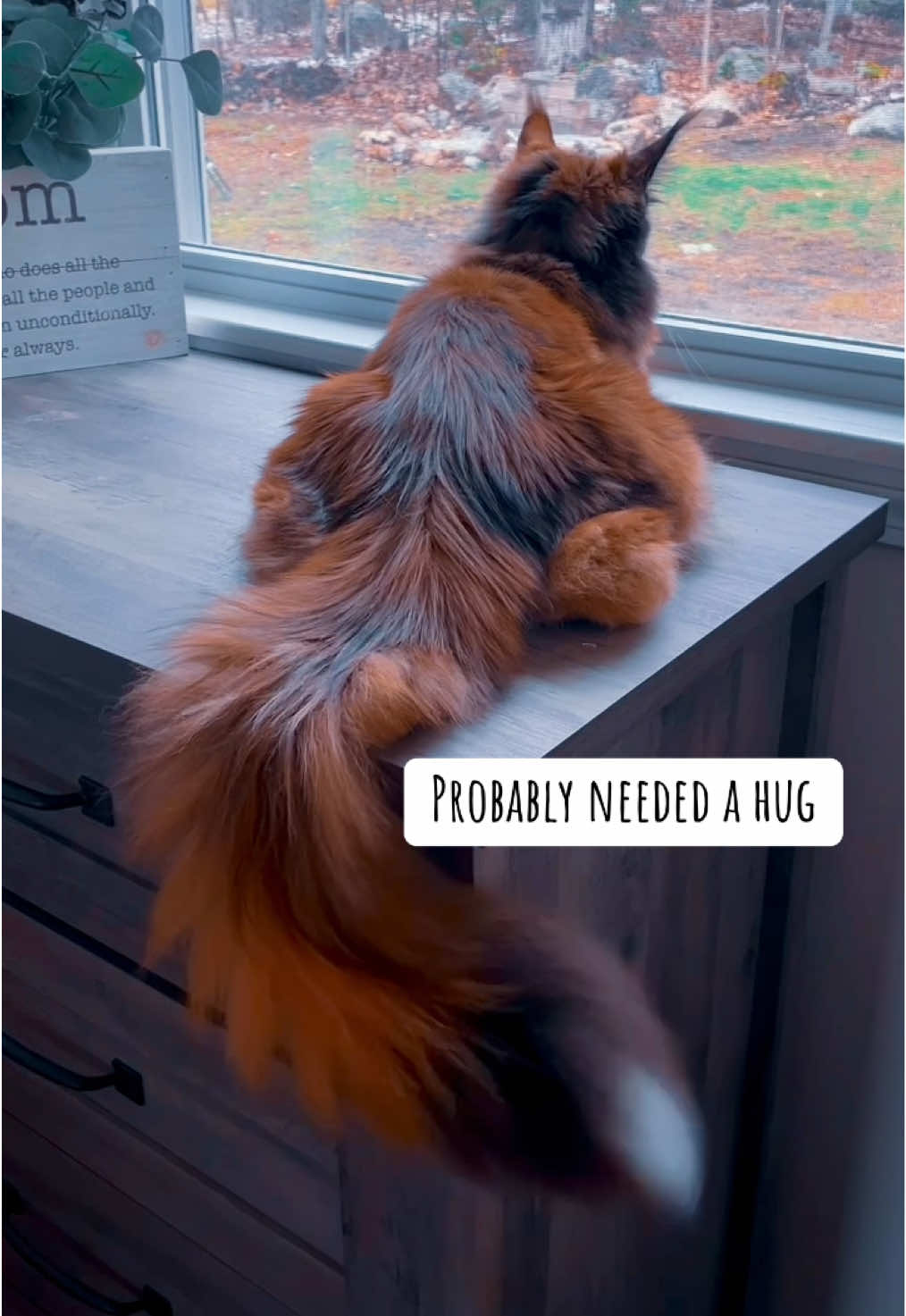 Probably needed a hug 🤗 Cat Lovers ❤️‍🔥 her Maine Coon / Fox tail is constantly in motion!