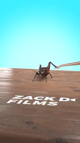 How Crickets Regrow Their Leg 😮 #zackdfilms #curiosity #facts #foryou #viral 