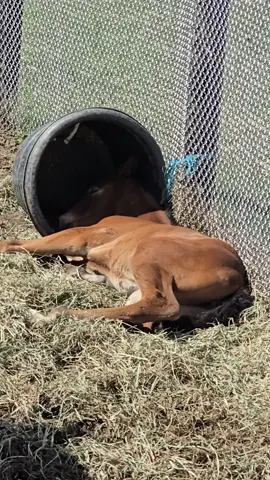 Not sure what she is hiding from lol. How this is comfortable?  Horses never ease to amaze me. #foalsof2025 #fyp #thoroughbredsoftiktok #hiding 