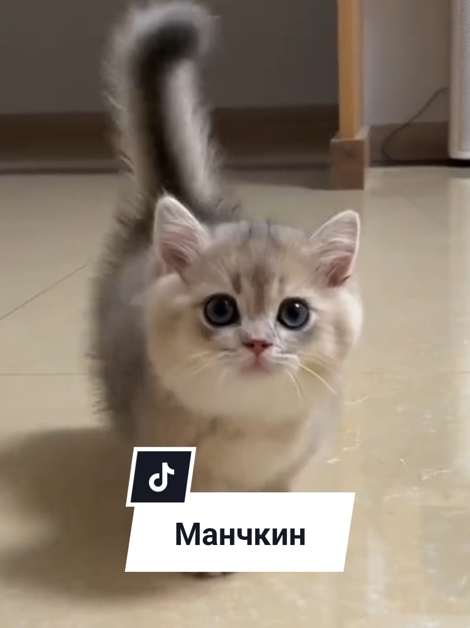 Манчкин — это кот, который выглядит так, будто его нарисовал ребёнок на уроке труда. Лапки — три пикселя. Тело — пушистый блин. Он идёт как будто танцует брейк-данс на каблуках #манчкин #манчкинкотёнок #короткиелапы #котики #котятамилота #питомец #рекомендации #втопе 