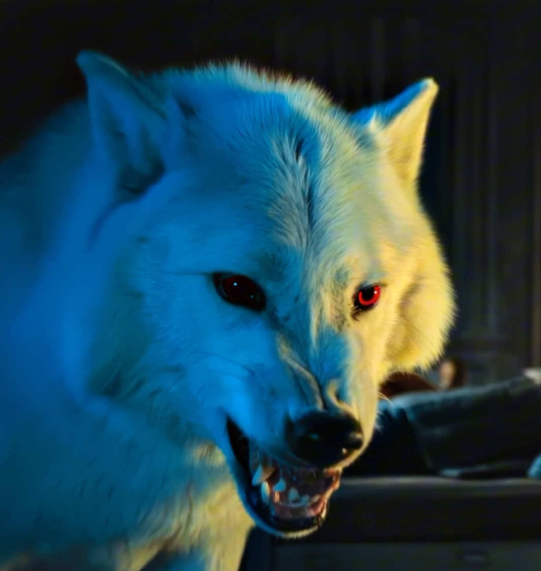 Direwolf & Ghost 🔥. #direwolf #ghost #gameofthrones #got #gameofthronesedit #gameofthethrones #jonsnow #fyp 