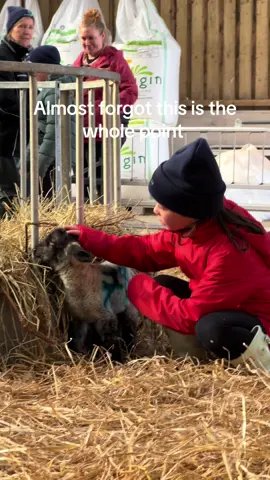 Almost forget this is the whole point #farm #farmlife #animals #lambs #flockfinder #livestockmanagement #backbritishfarming #thisisthepoint 