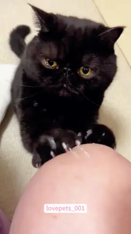 #cats #cutecats #foryou #funnytiktok #funnyvideos #usa #funnyanimals #fypシ #cute #funnycat #catlover #funnypets #viral #funny 