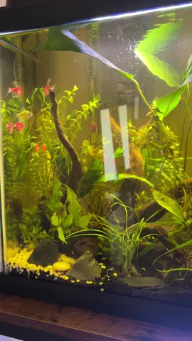 The Real Housewives of Fishertown S1 E1 #angelfish #fishtok #fishtank #aquarium 