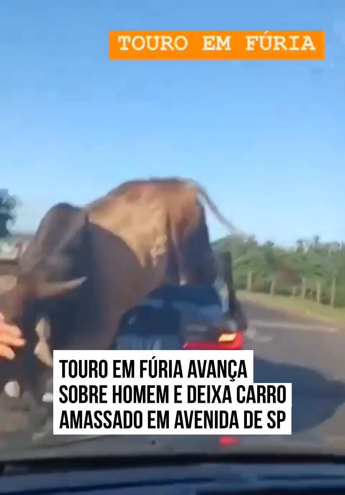 Um touro descontrolado foi visto solto na Avenida Rebouças, no Distrito de Bonfim Paulista, zona sul de #RibeirãoPreto (#SP). O animal em fúria avançou sobre homem que tentava prendê-lo atrás de cerca e acabou atingindo carro, deixando o veículo completamente amassado no meio da rodovia. O susto aconteceu por volta das 8h da manhã desta sexta-feira (11/4).  A motorista Paula Zeotti, que também teve o carro danificado pelo #touro, fez os registros do animal. Apesar do p4nico gerado, ninguém saiu ferido do acidente. A polícia militar investiga o caso e tenta localizar o dono do animal.  #TikTokNoticias @paulazeotti (ig)
