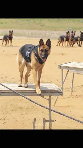 Kashi Academy 😵 #tactical #k9 #DogTraining #hundetraining #hundevideos #hundetrainer #k9unit #k9training #dogsoftiktok #k9softiktok #fyp #foryou 