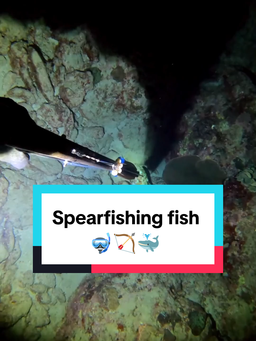 Spearfishing fish  #spearfishing #fish #fishing #fishinglife #france 