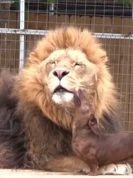 This story shows that animals can be friends forever. 🐾💙 #wildlife #lion 