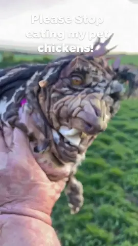 Stop the chicken hate  #weirdpets #creatures #weirdcore #chickensoftiktok 