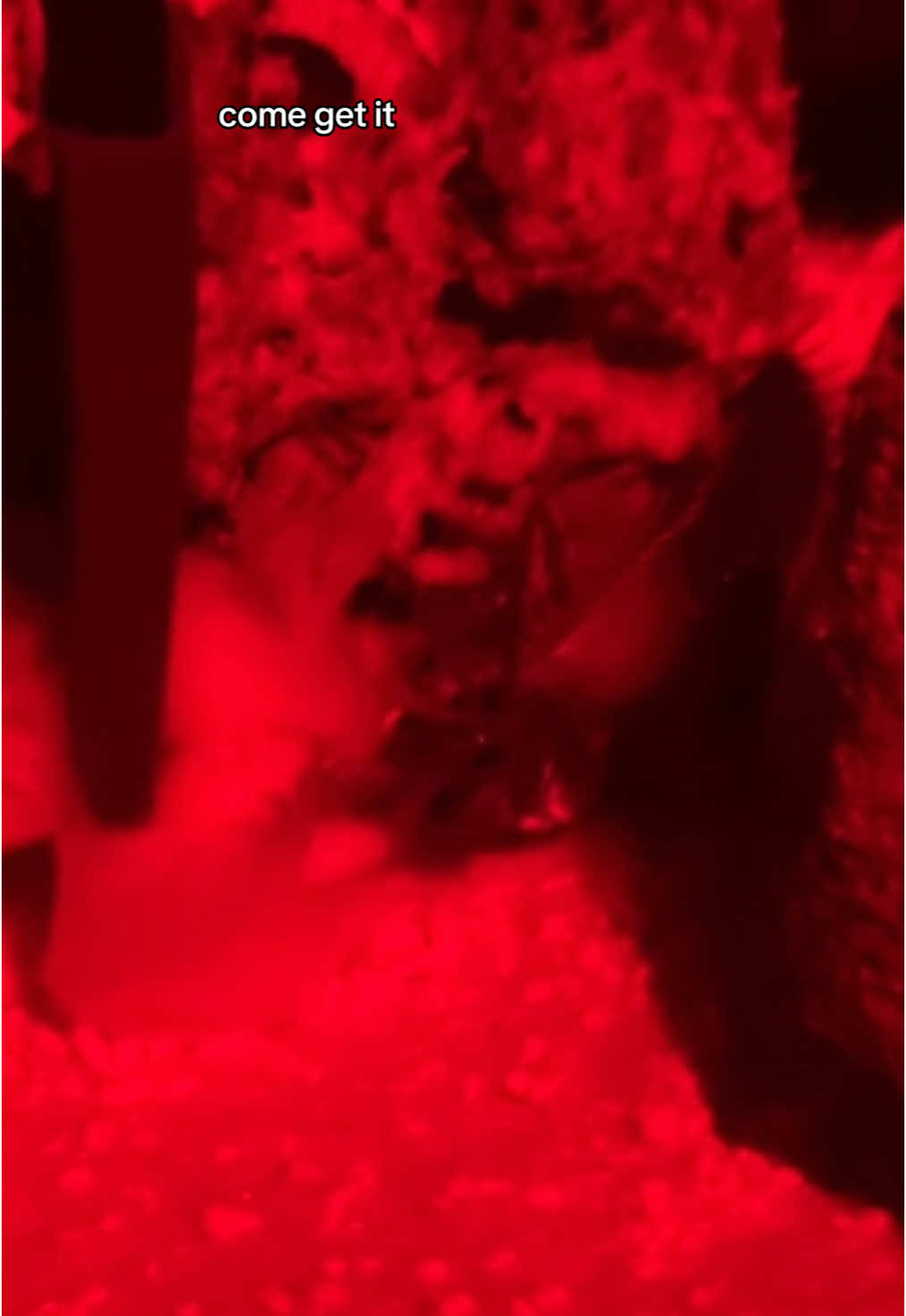 it’s pookies feeding time! i love how she’s getting more confident and showing herself more. REMEMBER! it is not her fault she was born a worm, she still deserves love and safety.  #pookiethebobbitworm 