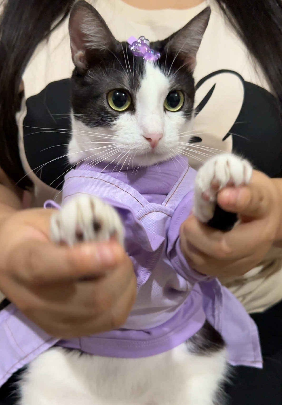 ¿Qué tal nos salió el loop?🙀 #catsoftiktok #gatosdetiktok #sommeryharukitty 