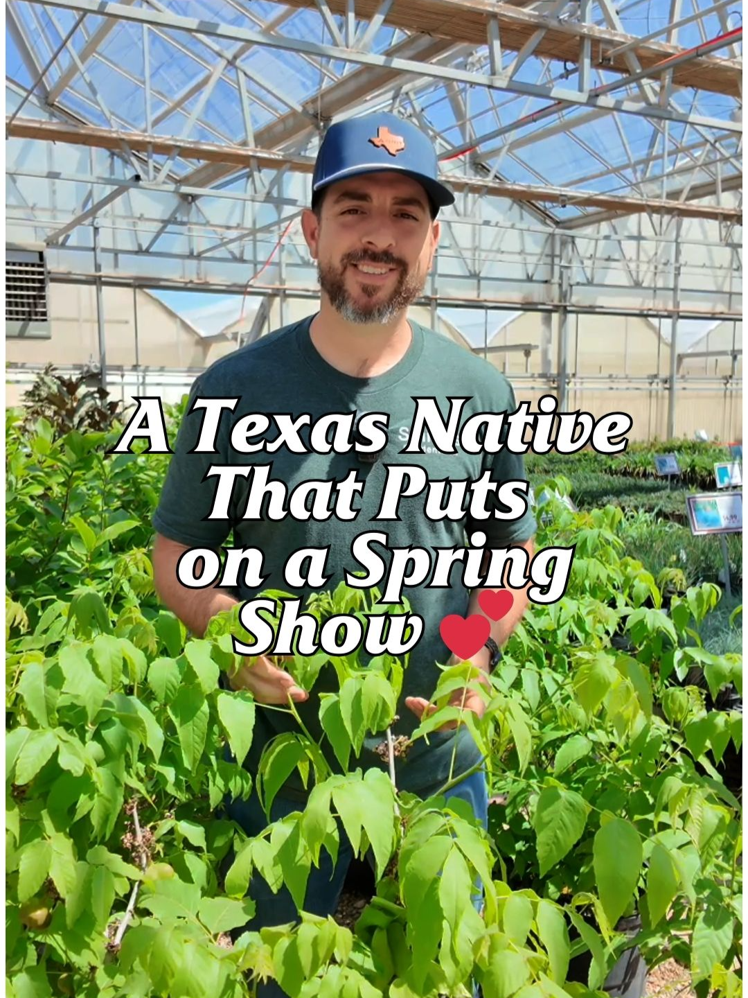 Mexican Buckeye is a total spring standout! 💕 It bursts with pink blooms, attracts pollinators, and thrives in tough Texas conditions 🌞 Perfect for native and low-water gardens! #smithsgardentown #mexicanbuckeye #texasnativeplants #springblooms #planttok