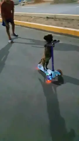 düşen köpek#fypシ゚ 