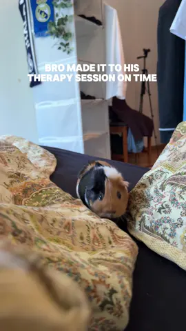 Intense one today  . . #guineapigs #cute #humor #fyp #viralvideos 