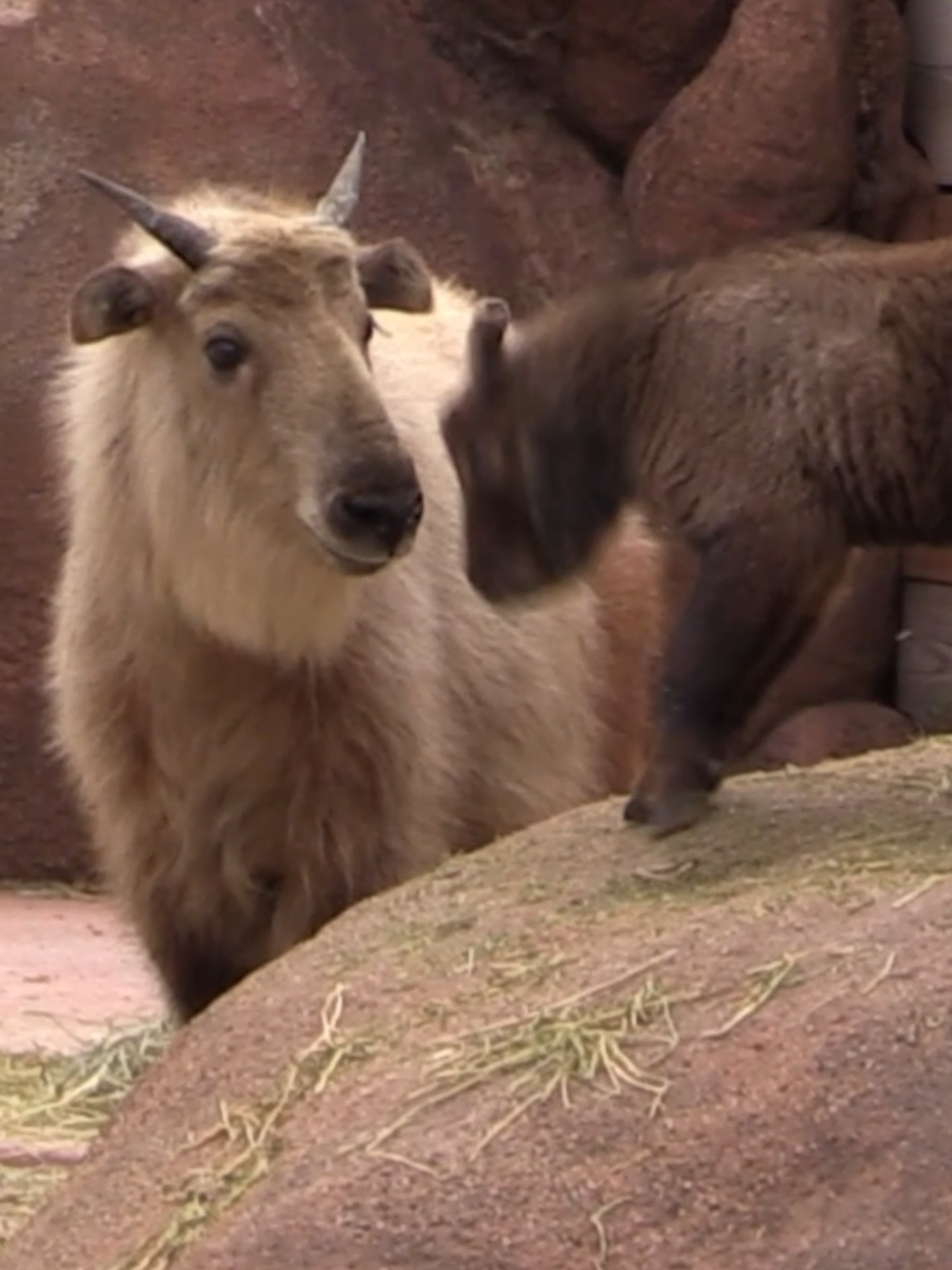 Watch this adorable moment when 1-year-old Cornelia, a Sichuan takin (rhymes with rockin’), meets her brand-new baby brother, Spud, for the very first time earlier this week! Their mother Dawn kept a watchful eye on the duo as curious Cornelia checked out the spunky little calf. Spud was born on March 29 to Dawn and dad Yadier. The takin is native to the remote bamboo forests in the mountains of Asia and are considered a national treasure protected by the Chinese government. Come say hi to this cute “little potato” next time you’re at the Zoo’s Red Rocks! #takin #sichuantakin #babyanimal