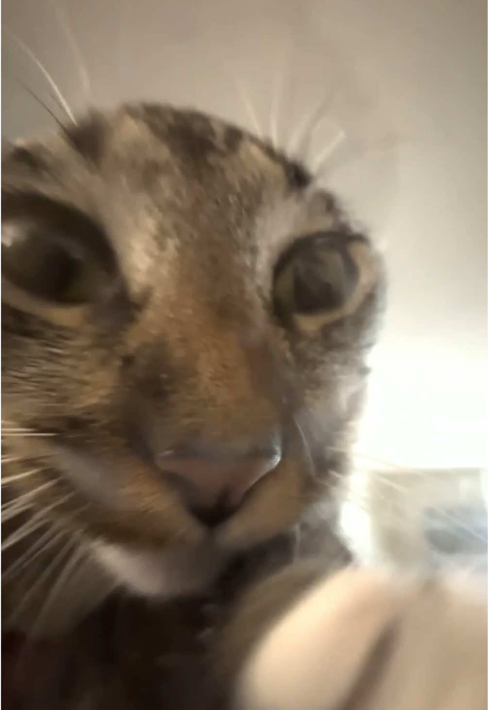 send this to bro to lobotomize them #larry #catsoftiktok #dankmemes #evillarry #catmemes #evilburga #offlain #scarieststories #chillcatguy 