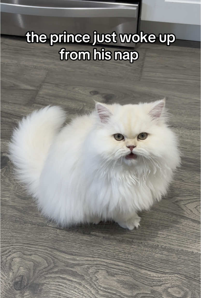 dammit, where is my food #catsoftiktok #fyp #cat #trending #cattok 