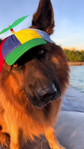 #cutedog 
