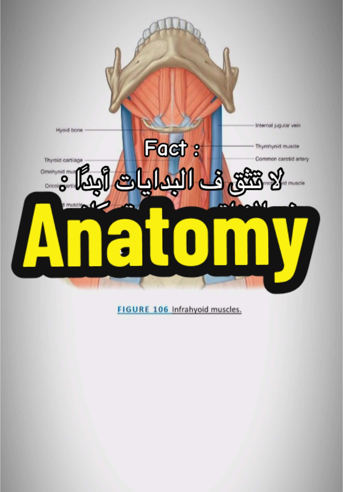 #anatomy #dentist #درايه #اسنان #المنيا_الجديده @Deraya University 