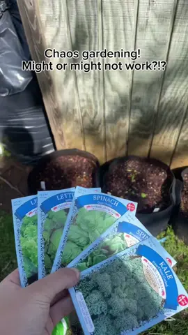 Had a frost right after I planted my seedlings so chaos gardening it is! #seeds #garden #gardening #hobbies #gardenproject #gardening101 #gardentok #gardeninghacks #hobby #gardeningtips #plant #nature #growyourownfood #chaosgardening 