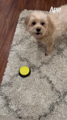 So that's 15 treats by my count 😂 #afv #dogs #funny