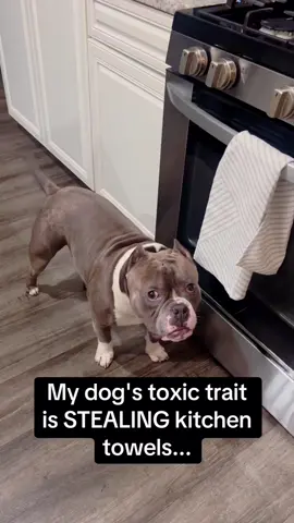 The dog stole something.🤣🤣#funny #fyp #foryou #funnyvideos #dog 