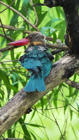 With its vibrant 