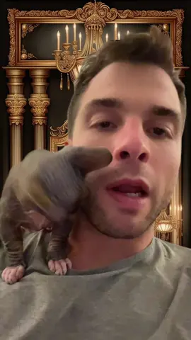 Getting a Sphinx kitten is like getting a sentient ballsac as a pet #cat #kitten #catlover #cats #cattok #cattiktok #catperson #pets #petlover 