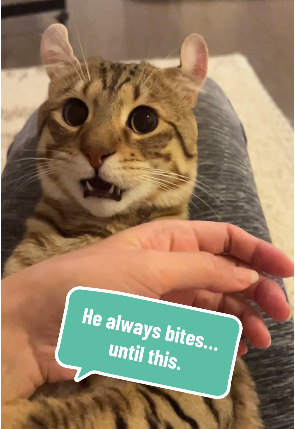 Yes, I cried 😢  #catsoftiktok #leothecat #funnycat #catreaction #fyp #cattok #catbehavior #savannahcat #catlover #catmom #trending #viral #猫 #petlife #Love 