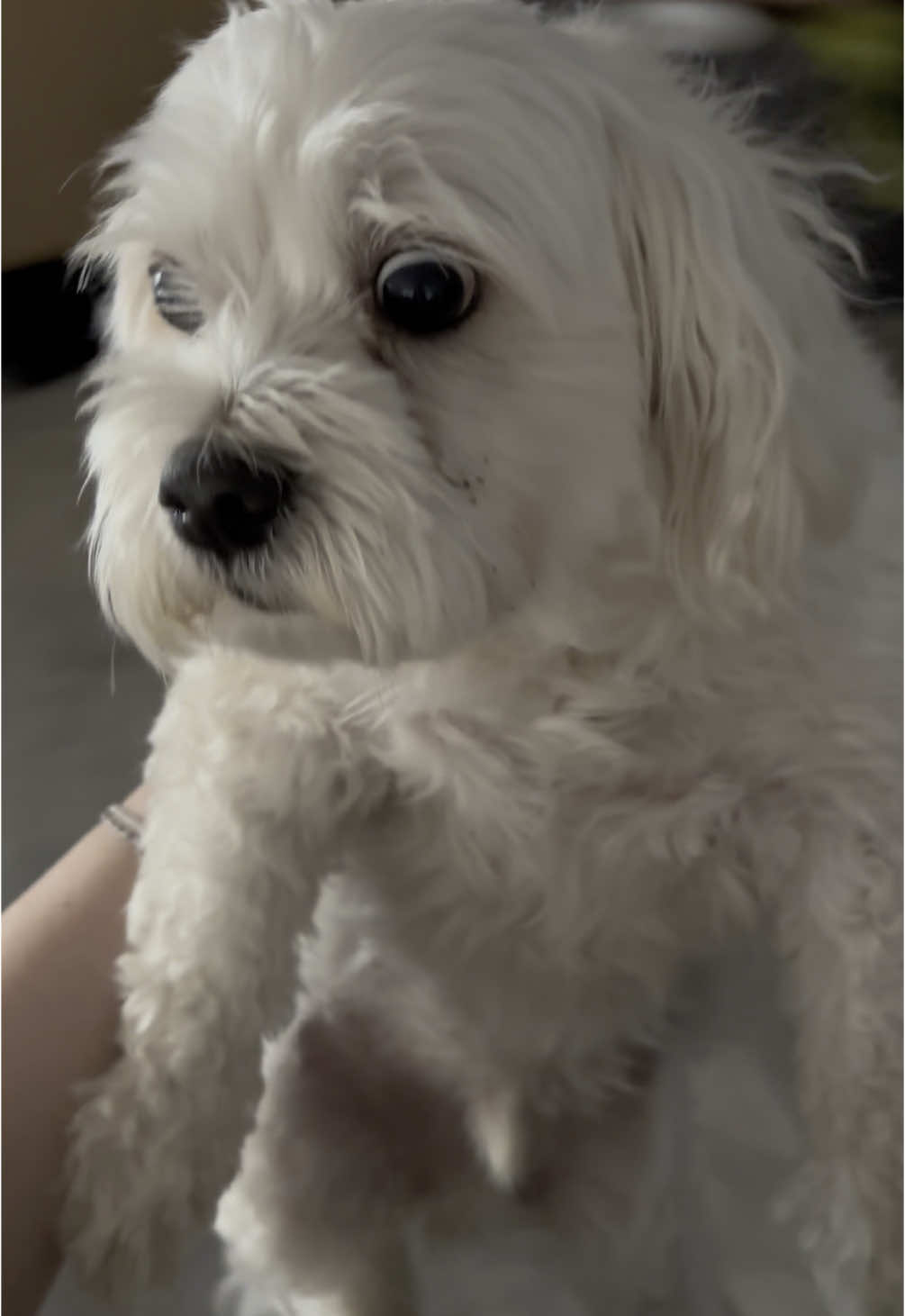 The man was to stunned to speak. 😂 #fyp #foryou #dog #dogsoftiktok #fail